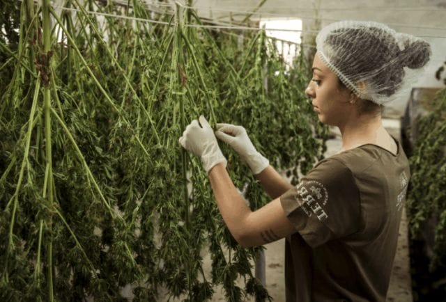 Cannabis Grow Facility Lenders