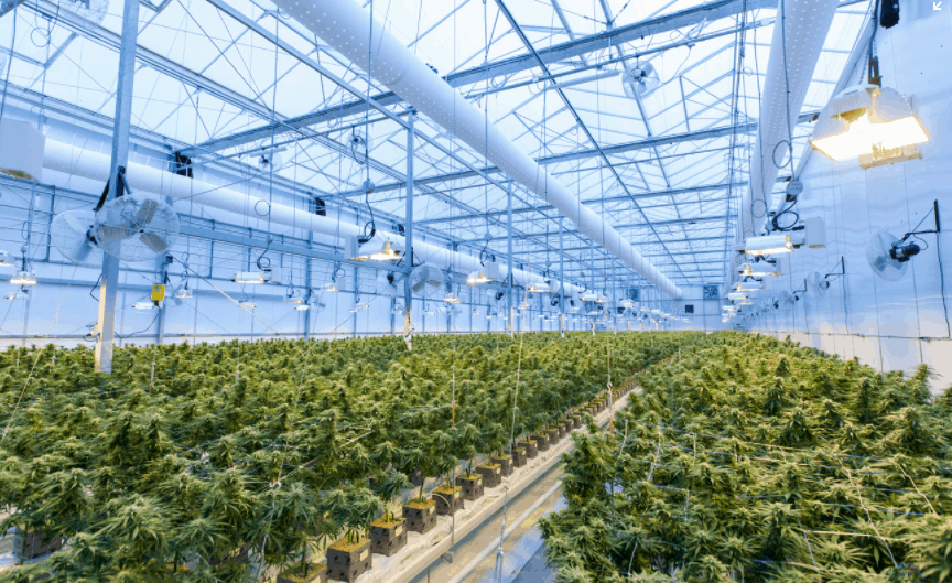 California Cannabis Excise Tax & Cultivation Tax Insight