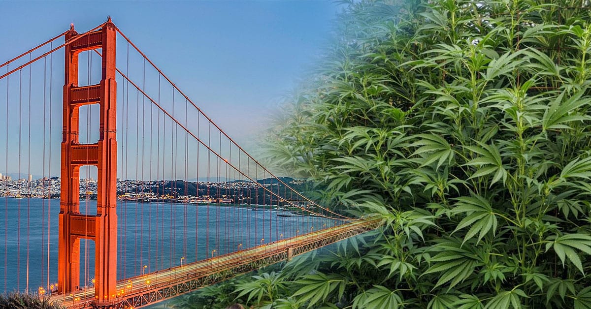 Governor Newsom's California Comeback Plan to Ease Cannabis Provisional License 'Logjam' cali bridge