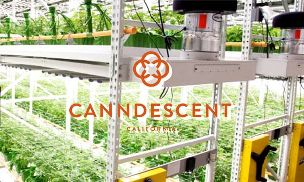 Canndescent cannabis grower cannabis cultivation