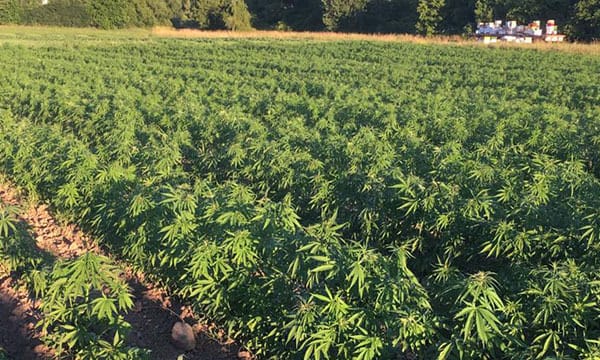 Metrc: Marijuana Enforcement Tracking Reporting for the Legal Cannabis Industry