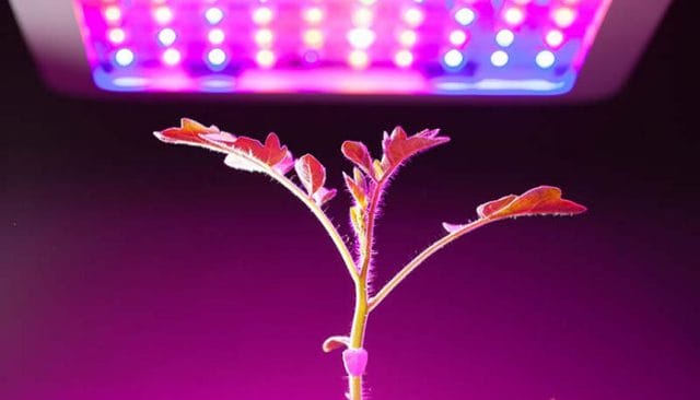 LED Grow Lights in cannabis nursery