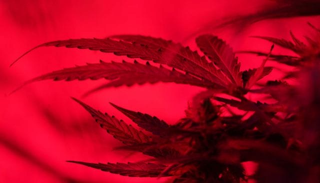 cannabis plant lighting in nursery