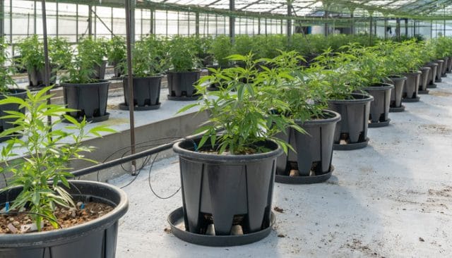 cannabis plants in pots at nursery