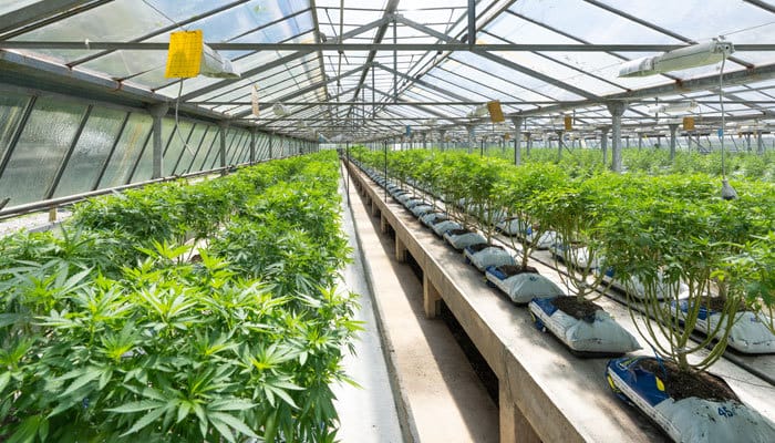 cannabis nursery