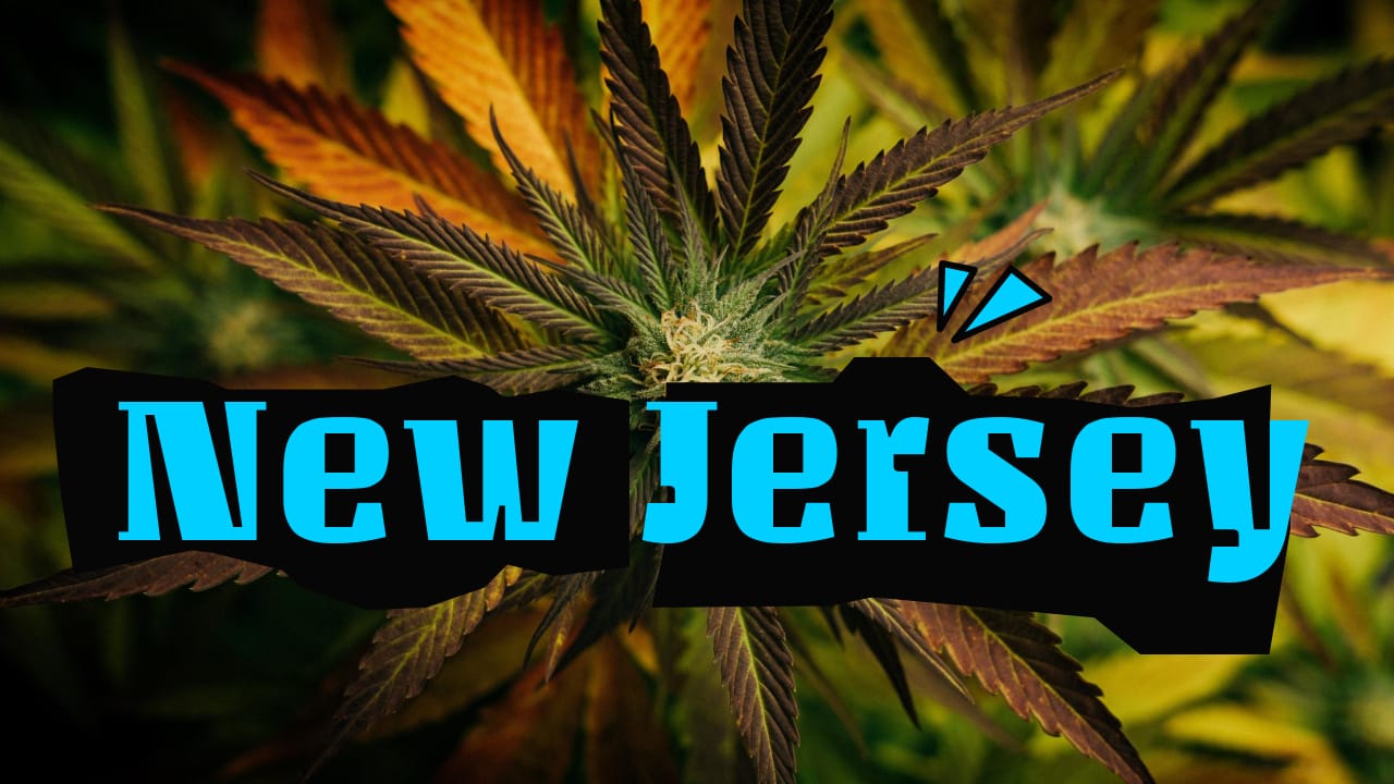 new jersey cannabis news