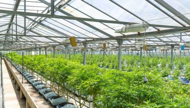 outdoor cannabis nursery greenhouse
