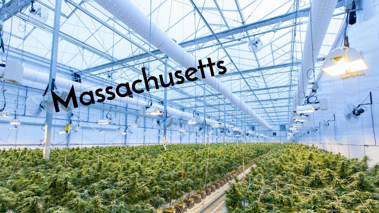 massachusetts cannabis grower cultivation
