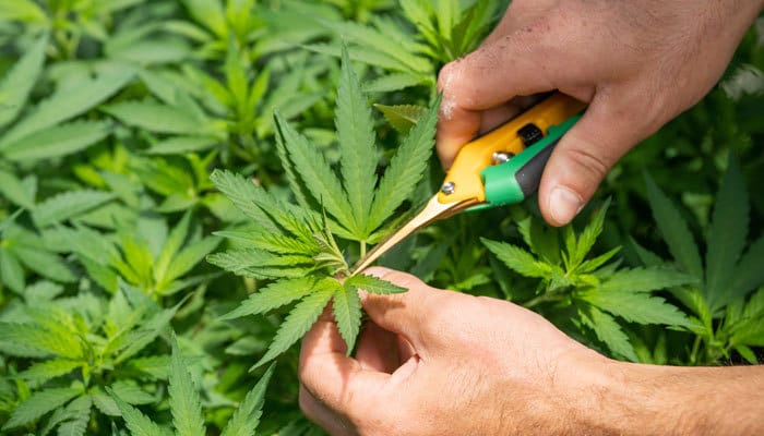 legal grower in california trimming cannabis plants