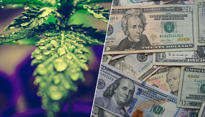 cannabis and money