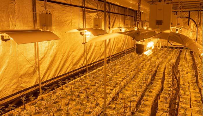 cannabis grow room with lights