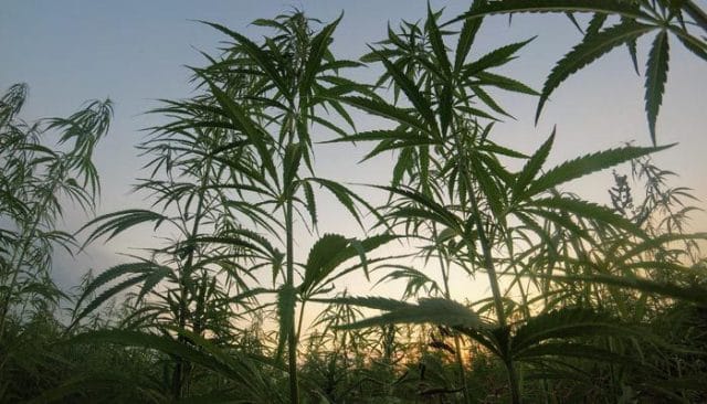 Cultivation of Marijuana Plants in Virginia