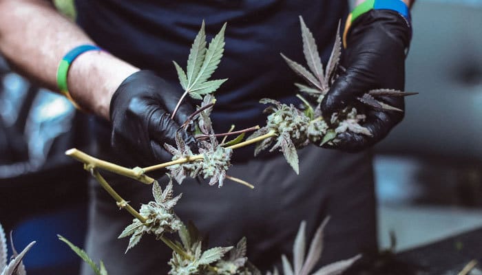 scale up cannabis trimming