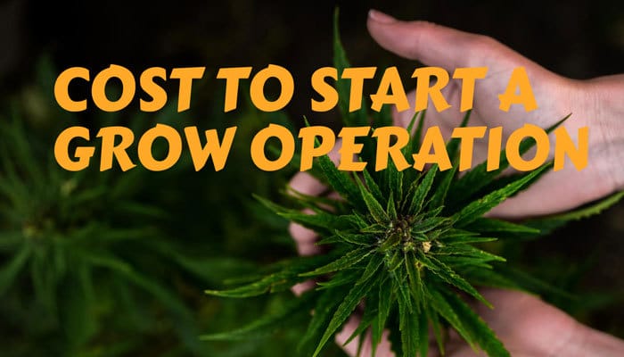 cost to start a grow operation in cannabis marijuana