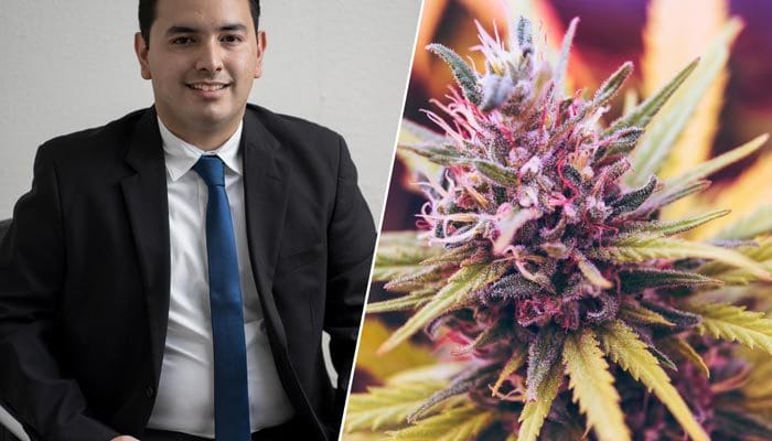 cannabis lawyer attorney