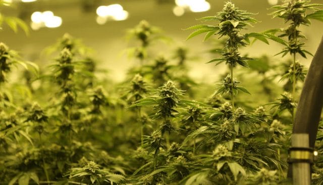Marijuana Plant Possession in Virginia