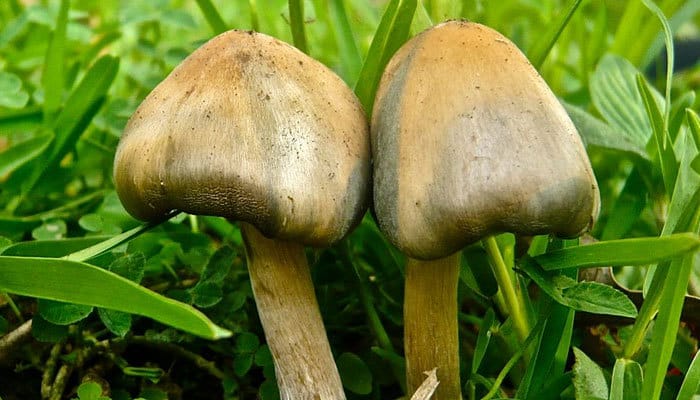 why are shrooms illegal