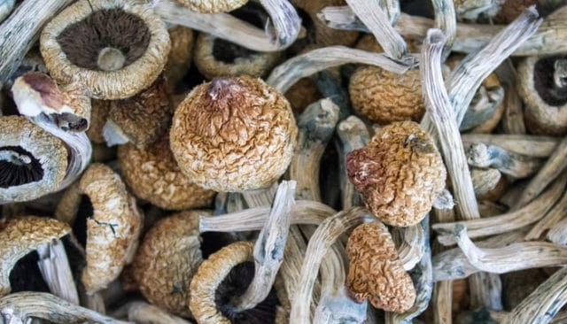 Mushroom Possession Laws Ohio