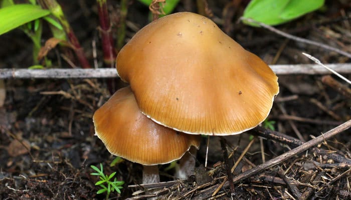 Shroom Decriminalization in the U.S.