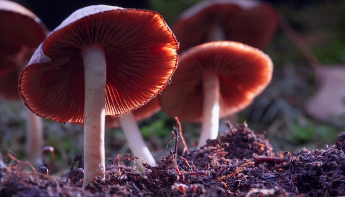Are magic mushrooms legal in the UK?