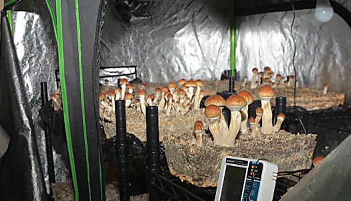 Is it legal to grow psychedelic mushrooms?