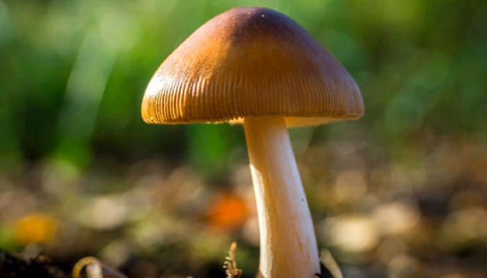 Are Magic Mushrooms Illegal Everywhere?