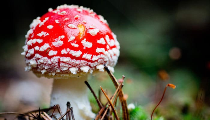 how does psilocybin work