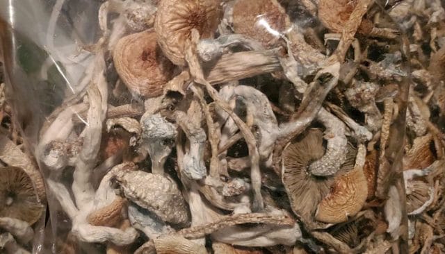 Medicinal Mushrooms for Migraines