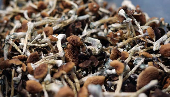 Mushroom Farm Accounting