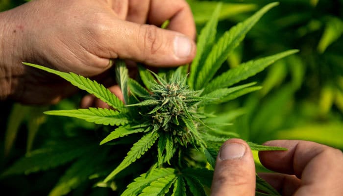 Marijuana Specific Accounting Laws for plant-touching businesses