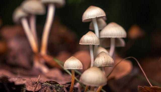 Medicinal Mushrooms in Washington State