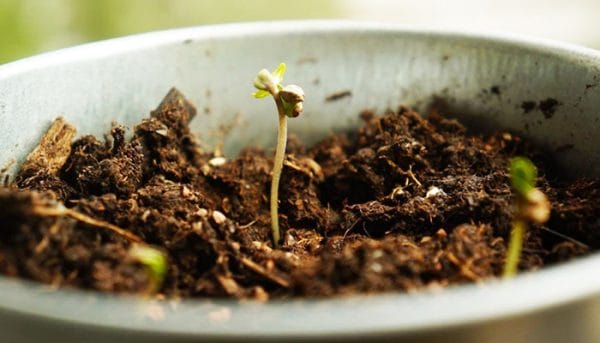 How to Germinate Cannabis Seed