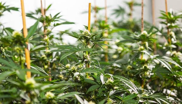 How to Apply for Cannabis Grower License