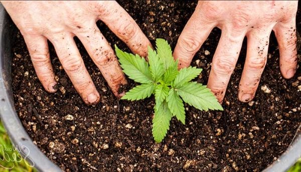 When to Transplant Cannabis