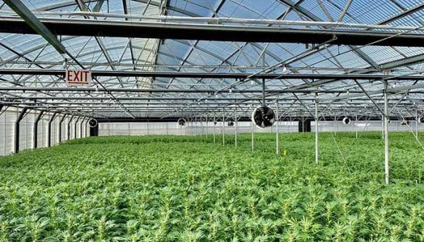 How to Value a Cannabis Grow Operation